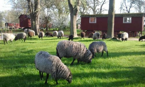 Sch�ferwagen Auf Dem Biogut-saalkow
