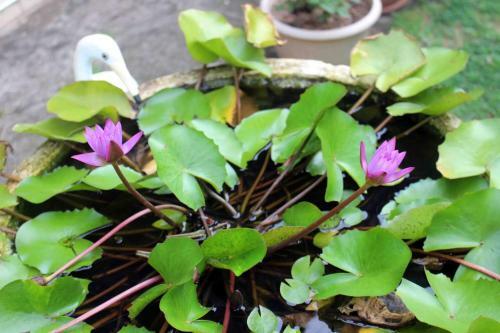 Anura Home Stay