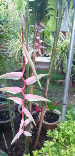 Hostal Mailagama Cinnamon Residence