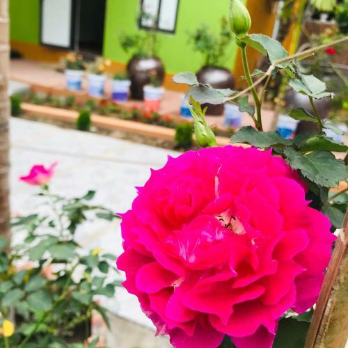 Lodge Windy Hill Catba Homestay
