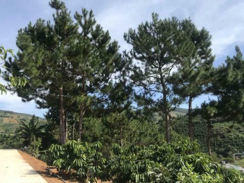 Agroturismo Ovi Coffee Farmstay ?� L?t