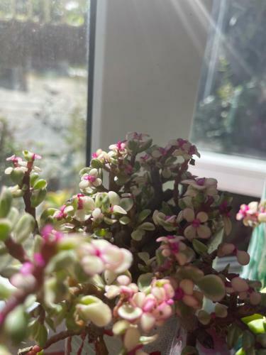 Hostal Selena Dalat Homestay