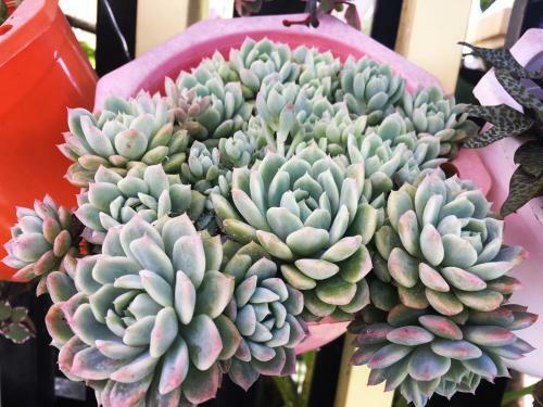 Hostal Selena Dalat Homestay