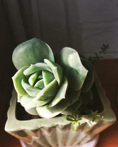 Hostal Selena Dalat Homestay