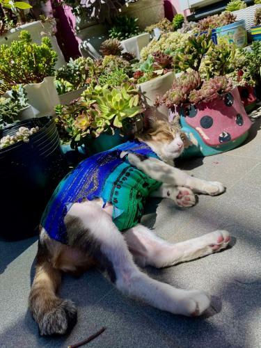 Hostal Selena Dalat Homestay