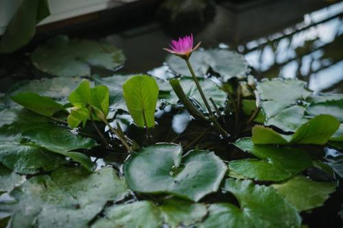 Apartamento Lotushomestayhanoi - Pagoda View 2