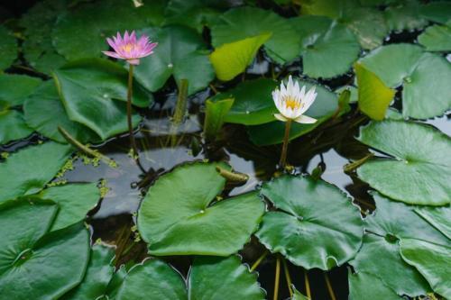 Apartamento Lotushomestayhanoi - Pagoda View 2