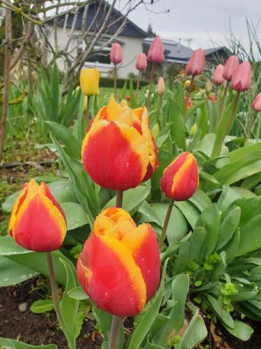 Bed & Breakfast Te Maru Country Stay