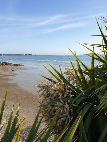 Pura Vida By The Sea