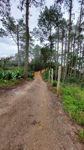 Caba�a En El Bosque De San Jos� Del Pacifico 2