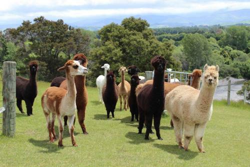 Bed & Breakfast Gallin Farm Alpacas And Farmstay