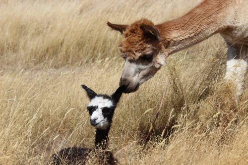Bed & Breakfast Gallin Farm Alpacas And Farmstay