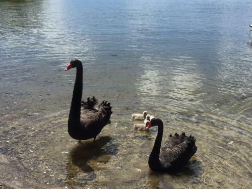 Villa Super Lake Edge Lodge