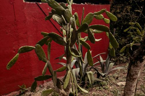 Casa Sofi & Mart�n, Cozy Mexican Home