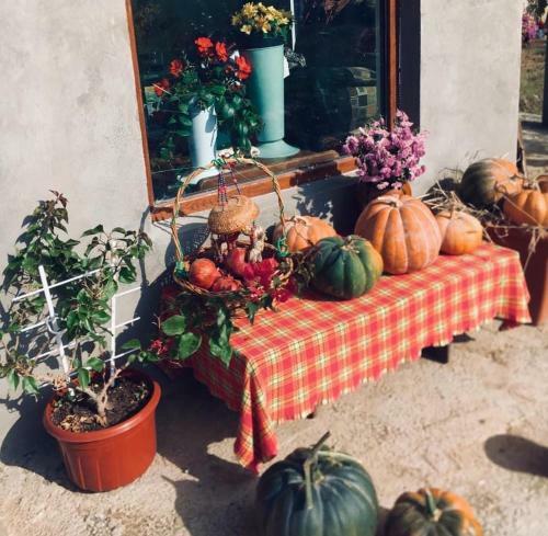 Hostal Welcome To Tatosia's Gardenhouse