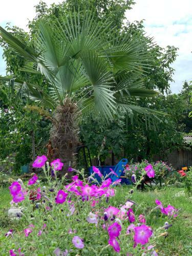 Hostal Villa Tsinandali