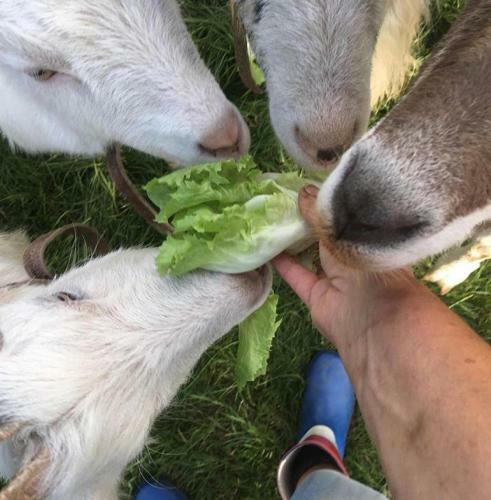 Bed & Breakfast Onder De Boom
