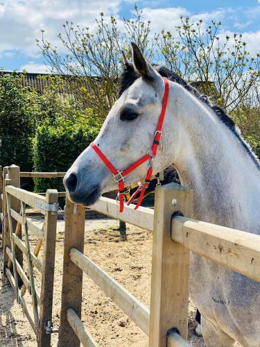 Bed & Breakfast Het Zoete P��rd