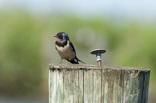 Recreationpark Yn'e Lijte Grou Waterchalet Number 6