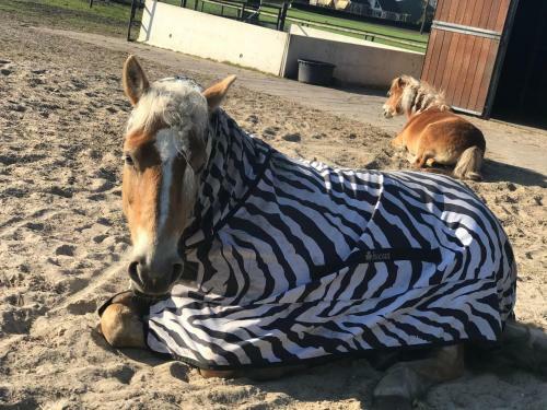 Bed & Breakfast Landelijk Hijken