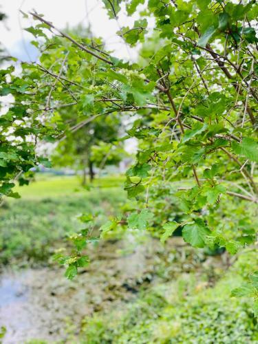 Bed & Breakfast Logies Chateau Holtum