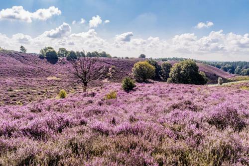Chalet Forel Op De Veluwe In Hoenderloo