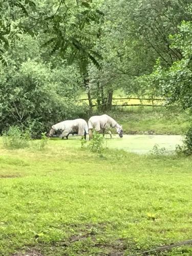B&B Landgoed Bergerven