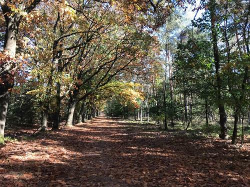Kunstenaars Boshuisje Veluwe