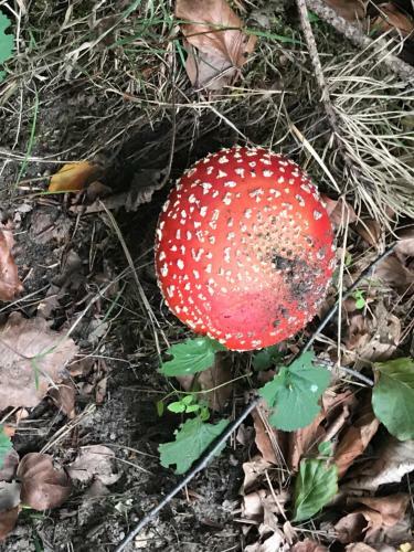 Kunstenaars Boshuisje Veluwe