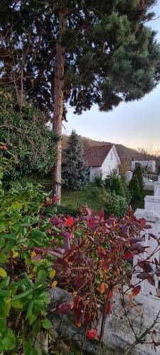 Villa Sunset Hill House Cuvin