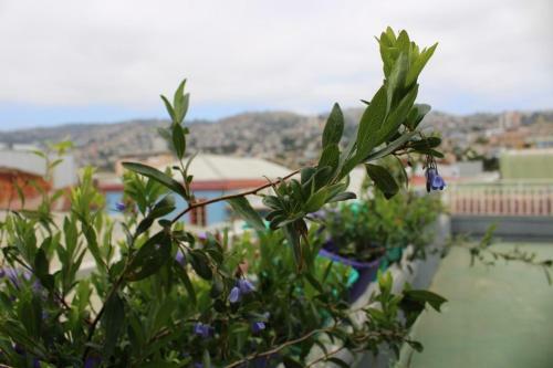 Bed & Breakfast Angeles Cerro Concepcion