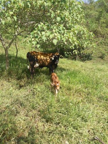 La Vega Casa Piscina Natural. Pet Friendly