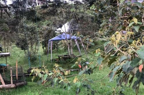 Casa Del Juego Dementes Pensantes