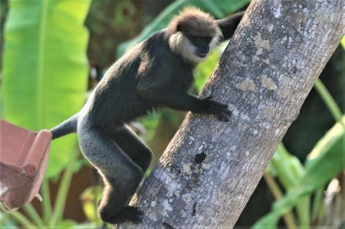 Hotel The Spice House Mirissa