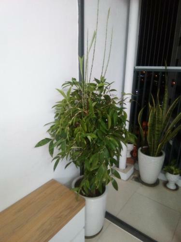 Apartamento C?n H? Cc Ph Nha Trang