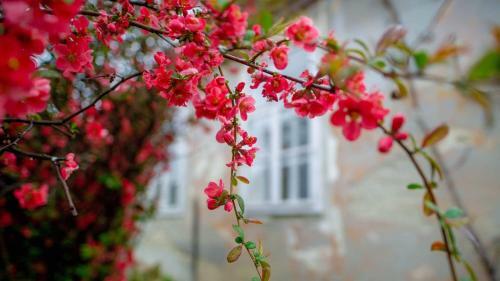 Albergue G�stehaus Fogarasch