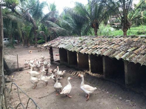 S�tio S�o Francisco, Natureza E Estrutura Completa