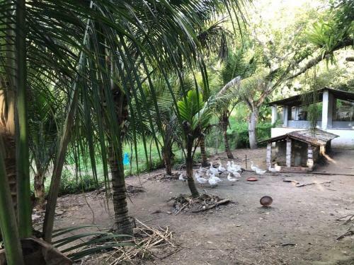 S�tio S�o Francisco, Natureza E Estrutura Completa