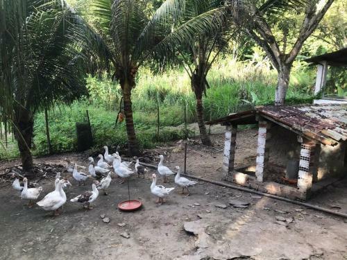 S�tio S�o Francisco, Natureza E Estrutura Completa