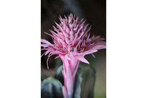 S�tio S�o Francisco, Natureza E Estrutura Completa