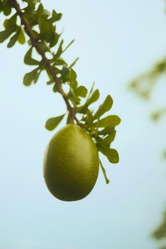 Lacasa Del Totumo