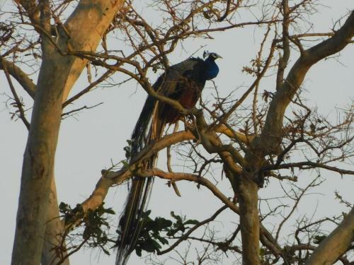 Hotel Kayjay Wild Wilpattu