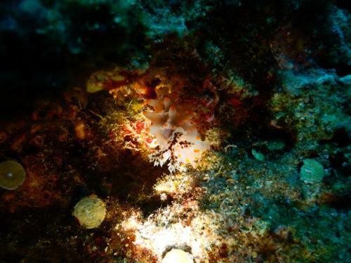 Green Island 9 Padi