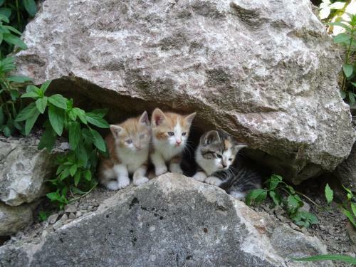 Ferienh�tte Hochalm