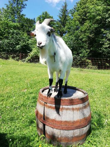 Ferienh�tte Hochalm