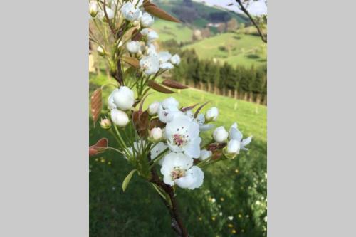 Ferienhaus Gro�alber