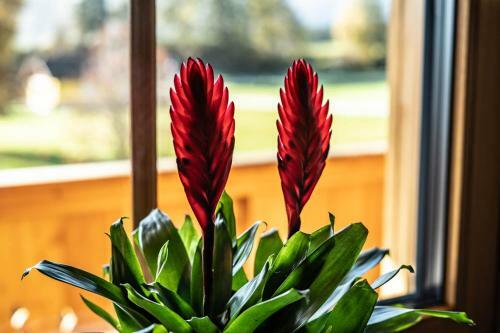 Apartamento Biobauernhof Gast