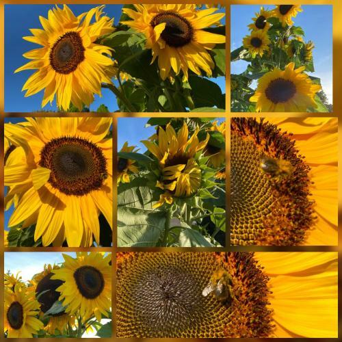 Hostal Bommelerhoeve B&B & Vakantiewoning