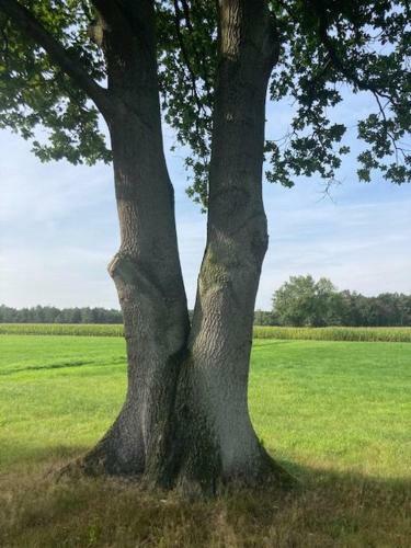 Apartamento Kom Tot Rust In The Forest