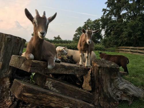 Bed & Breakfast Pax Tibi